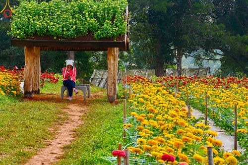 ภาพ No.188337:บรรยากาศ ทุ่งสวรรค์หรรษาพนาวัฒน์ ณ สวนพนาวัฒน์ อ.ฮอด จ.เชียงใหม่ เปิดให้เข้าชมฟรี ระหว่างวันที่ 28 ธันวาคม พ.ศ. 2567 ถึง วันที่ 3 มกราคม พ.ศ. 2568 เวลา 08.00-17.00 น.