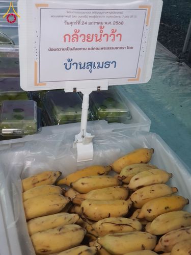 ภาพ No.200964:พิธีถวายภัตตาหารเป็นสังฆทาน แด่พระธรรมยาตรา ณ อนุสรณ์สถานบางปลา วัดบางปลา อำเภอบางเลน จังหวัดนครปฐม ในโครงการธรรมยาตรา กตัญญูบูชา มหาปูชนียาจารย์ พระมงคลเทพมุนี(สด จนฺทสโร) พระผู้ปราบมาร อนุสรณ์สถาน 7 แห่ง ปีที่ 13 วันที่ 24 มกราคม พ.ศ. 2568