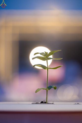 ภาพ No.90225:พิธีปลูกทรัพย์บานชื่น  เนื่องใน 139 ปี วันคล้ายวันเกิดด้วยรูปกายเนื้อ พระมงคลเทพมุนี (สด จนฺทสโร) พระผู้ปราบมาร วันอังคารที่ 10 ตุลาคม พ.ศ. 2566 ณ วัดพระธรรมกาย จ.ปทุมธานี