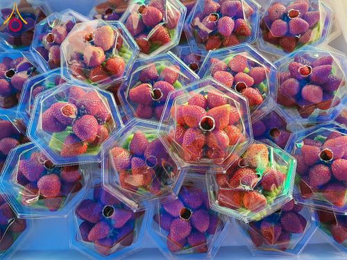 ภาพ No.201474:พิธีถวายภัตตาหารเป็นสังฆทาน แด่พระธรรมยาตรา ณ อนุสรณ์สถานบางปลา วัดบางปลา อำเภอบางเลน จังหวัดนครปฐม ในโครงการธรรมยาตรา กตัญญูบูชา มหาปูชนียาจารย์ พระมงคลเทพมุนี(สด จนฺทสโร) พระผู้ปราบมาร อนุสรณ์สถาน 7 แห่ง ปีที่ 13 วันที่ 25 มกราคม พ.ศ. 2568