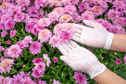 ภาพ No.104057:สาธุชนร่วมรับบุญเก็บดอกเบญจทรัพย์ ในวันอาทิตย์ที่ 24 ธันวาคม พ.ศ. 2566 ณ ทุ่งสวรรค์ตะวันฉาย บริเวณวัดพระธรรมกาย จ.ปทุมธานี