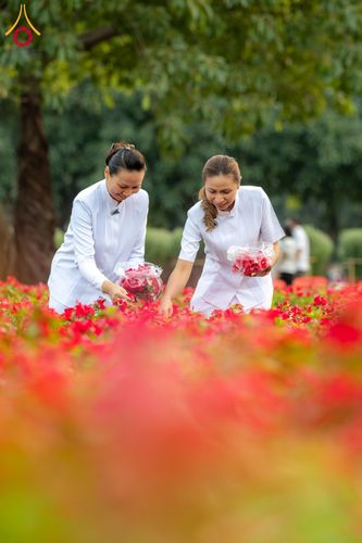 ภาพ No.185507:กิจกรรมเก็บดอกแพงรวย วันอาทิตย์ที่ 22 ธันวาคม พ.ศ. 2567 ณ ทุ่งสวรรค์ ตะวันฉาย วัดพระธรรมกาย