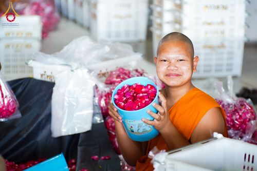 ภาพ No.279497:วันที่ 19-26 ธันวาคม พ.ศ. 2568 และ วันที่ 1 มกราคม พ.ศ.2569 รับบุญปลิดกลีบดอกไม้ เพื่อโปรยต้อนรับพระธรรมยาตรา