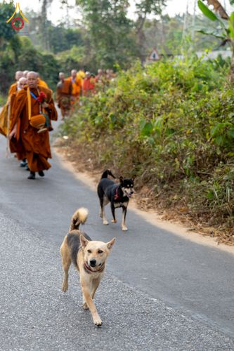 ภาพ No.309899:วันที่ 3-8 กุมภาพันธ์ พ.ศ. 2569 ธรรมยาตราบังกลาเทศ (Rajban Vihar - Khagrachri) ณ ประเทศบังกลาเทศ (Bangladesh)