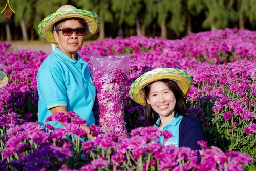 ภาพ No.186280:จิตอาสาอนุรักษ์สิ่งแวดล้อม รับบุญเก็บดอกเบญจทรัพย์ เพื่องานต้อนรับพระธรรมยาตรา ณ "ทุ่งสวรรค์ ตะวันฉาย" วัดพระธรรมกาบ วันที่ 22 ธันวาคม พ.ศ. 2567