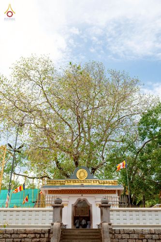 ภาพ No.264464:วันที่ 23 ตุลาคม พ.ศ. 2568 พิธีทอดกฐินสมทบ วัดกัลยาณมิตรต่างประเทศ  บูชาธรรม 81 ปี หลวงพ่อธัมมชโย  ณ วัดศรีอโรคา รามายา , วัดศรีธรรมราชา , วัดเปรดีปะกันเด วิหารายา ในเมืองมาตะเล ประเทศศรีลังกา 