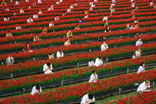 ภาพ No.280899:วันที่ 28 ธันวาคม พ.ศ.2568 กิจกรรมเก็บดอกแพงรวย ณ ทุ่งสวรรค์ตะวันฉาย วัดพระธรรมกาย