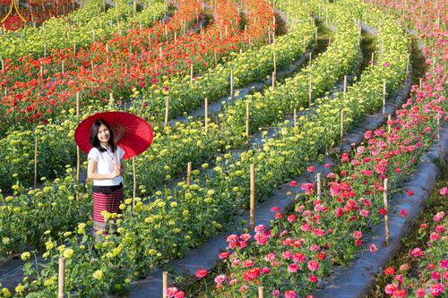 ภาพ No.104335:บรรยากาศ ทุ่งดอกทรัพย์บานชื่น ณ สวนพนาวัฒน์ อ.ฮอด จ.เชียงใหม่ ช่วงระหว่างวันที่ 20 - 25 ธันวาคม พ.ศ. 2566