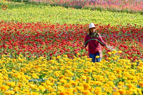 ภาพ No.188319:บรรยากาศ ทุ่งสวรรค์หรรษาพนาวัฒน์ ณ สวนพนาวัฒน์ อ.ฮอด จ.เชียงใหม่ เปิดให้เข้าชมฟรี ระหว่างวันที่ 28 ธันวาคม พ.ศ. 2567 ถึง วันที่ 3 มกราคม พ.ศ. 2568 เวลา 08.00-17.00 น.