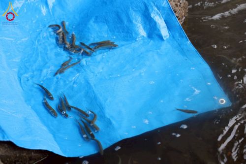 ภาพ No.213436:วันอาทิตย์ที่ 16 มีนาคม พ.ศ. 2568 พิธีบุพเปตพลี, ถวายภัตตาหาร, ปล่อยปลา วัดพระธรรมกายคานากาว่า ประเทศญี่ปุ่น