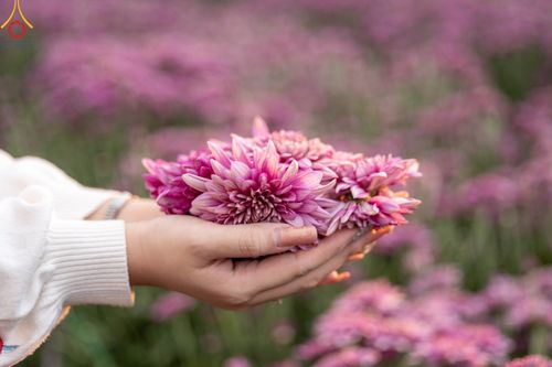 ภาพ No.102923:สาธุชนร่วมรับบุญเก็บดอกเบญจทรัพย์ ในวันที่ 19 ธันวาคม พ.ศ. 2566 (วันแรก) ณ บริเวณวัดพระธรรมกาย จ.ปทุมธานี