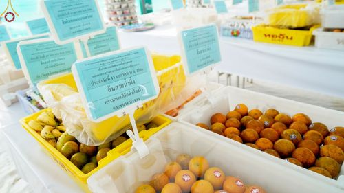 ภาพ No.71044:พิธีถวายภัตตาหารเป็นสังฆทาน แด่คณะพระธรรมยาตราฯ ในโครงการธรรมยาตราฯ ปีที่ 11 ณ อนุสรณ์สถานคลองบางนางแท่น อ.สามพราน จ.นครปฐม วันที่ 13 มกราคม พ.ศ. 2566