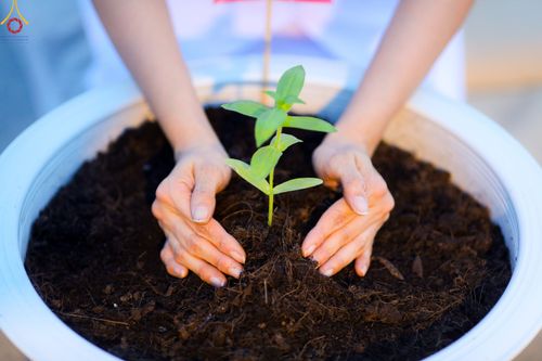 ภาพ No.90206:พิธีปลูกทรัพย์บานชื่น  เนื่องใน 139 ปี วันคล้ายวันเกิดด้วยรูปกายเนื้อ พระมงคลเทพมุนี (สด จนฺทสโร) พระผู้ปราบมาร วันอังคารที่ 10 ตุลาคม พ.ศ. 2566 ณ วัดพระธรรมกาย จ.ปทุมธานี