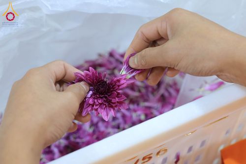 ภาพ No.303234:วันที่ 15-21 มกราคม พ.ศ.2569 ปลิดกลีบดอกเบญจทรัพย์ เพื่อโปรยต้อนรับพระธรรมยาตรา ในโครงการธรรมยาตรา กตัญญูบูชา มหาปูชนียาจารย์ พระมงคลเทพมุนี(สด จนฺทสโร) พระผู้ปราบมาร อนุสรณ์สถาน 7 แห่ง ปีที่ 14 ณ วิหารคด วัดพระธรรมกาย