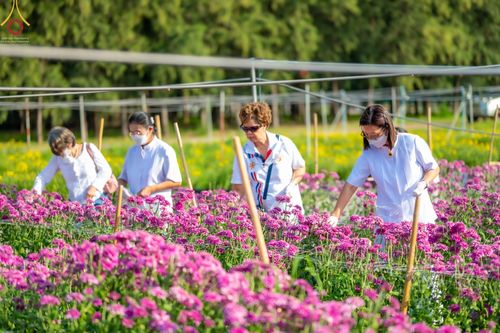 ภาพ No.66648:สาธุชนรับบุญตัดดอกทรัพย์บานชื่น ระหว่างวันที่ 9-10 ธันวาคม พ.ศ. 2565 ณ วัดพระธรรมกาย