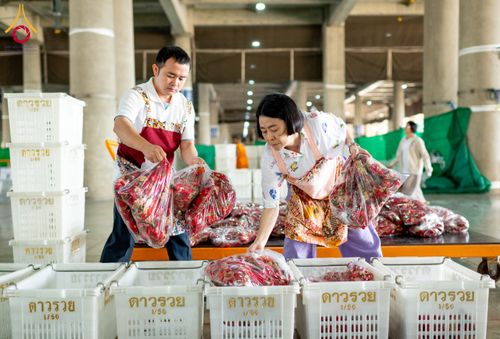 ภาพ No.279433:วันที่ 19-26 ธันวาคม พ.ศ. 2568 และ วันที่ 1 มกราคม พ.ศ.2569 รับบุญปลิดกลีบดอกไม้ เพื่อโปรยต้อนรับพระธรรมยาตรา