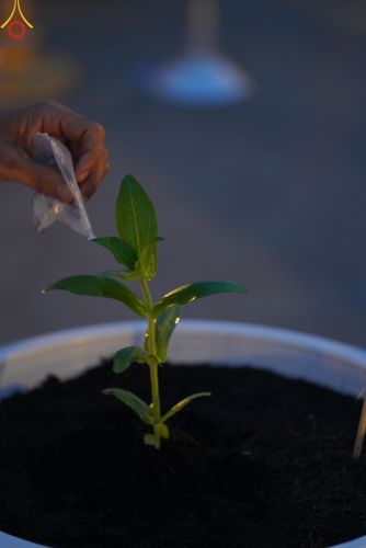 ภาพ No.160530:พิธีปลูกต้นทรัพย์บานชื่น ณ ลานธรรม พระมหาธรรมกายเจดีย์ วัดพระธรรมกาย จ.ปทุมธานี วันพฤหัสบดีที่ 10 ตุลาคม พ.ศ. 2567