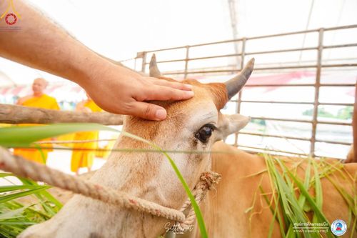 ภาพ No.161175:พิธีถวายมหาสังฆทาน 31 วัด , พิธีบุพเปตพลี , พิธีไถ่ชีวิตโค และ ปล่อยพันธ์ุปลาจำนวน 50,000 ชีวิต ณ ศูนย์การศึกษาจอมบึง ต.รางบัว อ.จอมบึง จ.ราชบุรี วันที่ 28 กันยายน พ.ศ. 2567