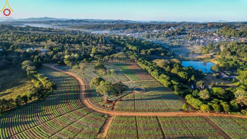 ภาพ No.104287:บรรยากาศ ทุ่งดอกทรัพย์บานชื่น ณ สวนพนาวัฒน์ อ.ฮอด จ.เชียงใหม่ ช่วงระหว่างวันที่ 20 - 25 ธันวาคม พ.ศ. 2566