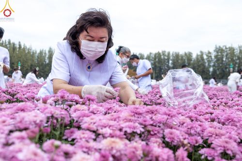 ภาพ No.104041:สาธุชนร่วมรับบุญเก็บดอกเบญจทรัพย์ ในวันอาทิตย์ที่ 24 ธันวาคม พ.ศ. 2566 ณ ทุ่งสวรรค์ตะวันฉาย บริเวณวัดพระธรรมกาย จ.ปทุมธานี