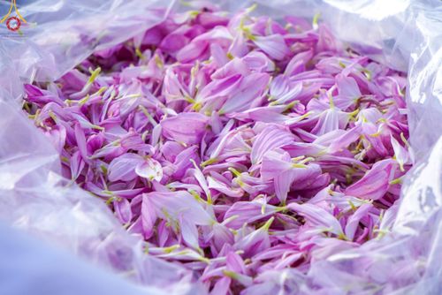 ภาพ No.113131:พิธีต้อนรับพระธรรมยาตรา ปีที่ 12 วันที่ 15 มกราคม พ.ศ. 2567 ณ วัดโบสถ์บน จ.นนทบุรี