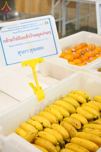 ภาพ No.287353:วันที่ 3 มกราคม พ.ศ.2569 พิธีถวายภัตตาหารเป็นสังฆทาน แด่พระธรรมยาตรา ณ วัดพระธรรมกาย  จังหวัดปทุมธานี ในโครงการธรรมยาตรา กตัญญูบูชา มหาปูชนียาจารย์ พระมงคลเทพมุนี(สด จนฺทสโร) พระผู้ปราบมาร อนุสรณ์สถาน 7 แห่ง ปีที่ 14