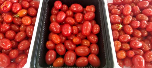 ภาพ No.209214:วันเสาร์ที่ 1 มีนาคม พ.ศ. 2568 สัมมนาใหญ่ ผู้นำบุญ 10,000 คน เพื่องานมหาสังฆทาน 40,000 กว่าวัดทั่วประเทศ ณ สภาธรรมกายสากล วัดพระธรรมกาย