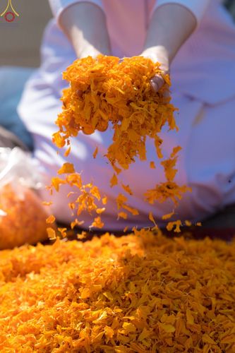 ภาพ No.72232:พิธีต้อนรับพระธรรมยาตรา ในโครงการธรรมยาตรากตัญญูบูชา มหาปูชนียาจารย์ พระมงคลเทพมุนี(สด จนฺทสโร) พระผู้ปราบมาร อนุสรณ์สถาน 7 แห่ง ปีที่ 11 วันที่ 18 มกราคม พ.ศ. 2566 ณ อนุสรณ์สถานลำดับที่ 4 สถานที่เกิดด้วยกายธรรม วัดโบสถ์ (บน) บางคูเวียง อ.บางกรวย จ.นนทบุ