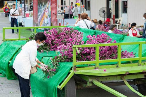 ภาพ No.279509:วันที่ 19-26 ธันวาคม พ.ศ. 2568 และ วันที่ 1 มกราคม พ.ศ.2569 รับบุญปลิดกลีบดอกไม้ เพื่อโปรยต้อนรับพระธรรมยาตรา