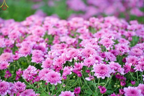 ภาพ No.66621:สาธุชนรับบุญตัดดอกทรัพย์บานชื่น ระหว่างวันที่ 9-10 ธันวาคม พ.ศ. 2565 ณ วัดพระธรรมกาย