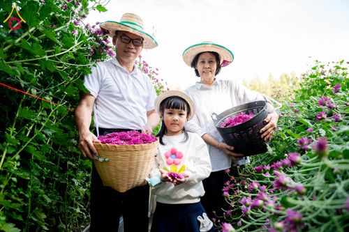 ภาพ No.285326:วันพุธที่ 10 ธันวาคม พ.ศ.2568  การเตรียมความพร้อมในโครงการธรรมยาตรา กตัญญูบูชา มหาปูชนียาจารย์ พระมงคลเทพมุนี(สด จนฺทสโร) พระผู้ปราบมาร อนุสรณ์สถาน 7 แห่ง ปีที่ 14 เก็บดอกเบญจทรัพย์ ณ วัดพระธรรมกาย