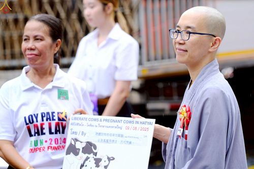 ภาพ No.238185:วันเสาร์ที่ 9 สิงหาคม พ.ศ. 2568 พิธีไถ่ชีวิตโค-โคท้อง 162 ตัว ณ ใจกลางนครหาดใหญ่ จ.สงขลา