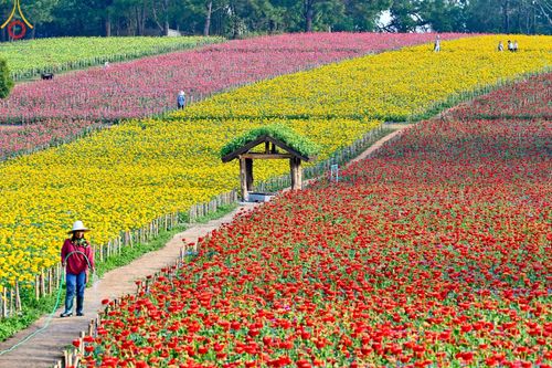 ภาพ No.188333:บรรยากาศ ทุ่งสวรรค์หรรษาพนาวัฒน์ ณ สวนพนาวัฒน์ อ.ฮอด จ.เชียงใหม่ เปิดให้เข้าชมฟรี ระหว่างวันที่ 28 ธันวาคม พ.ศ. 2567 ถึง วันที่ 3 มกราคม พ.ศ. 2568 เวลา 08.00-17.00 น.