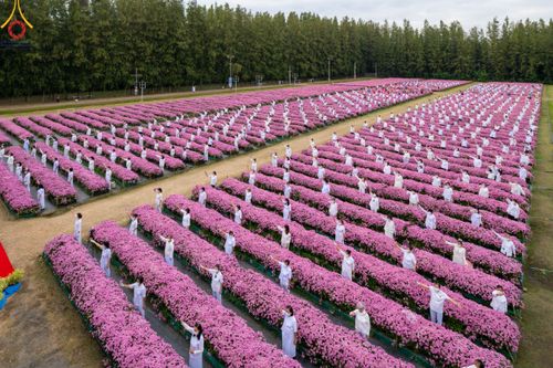 สาธุชนร่วมรับบุญเก็บดอกเบญจทรัพย์ ในวันอาทิตย์ที่ 24 ธันวาคม พ.ศ. 2566 ณ ทุ่งสวรรค์ตะวันฉาย บริเวณวัดพระธรรมกาย จ.ปทุมธานี