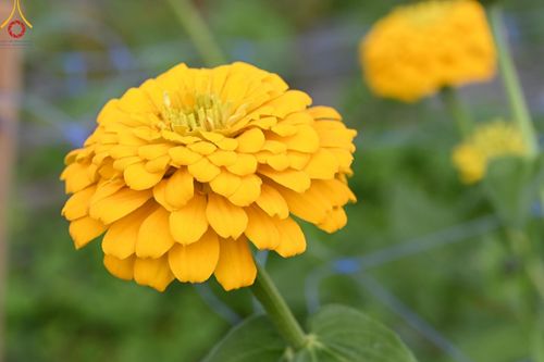 ภาพ No.188313:บรรยากาศ ทุ่งสวรรค์หรรษาพนาวัฒน์ ณ สวนพนาวัฒน์ อ.ฮอด จ.เชียงใหม่ เปิดให้เข้าชมฟรี ระหว่างวันที่ 28 ธันวาคม พ.ศ. 2567 ถึง วันที่ 3 มกราคม พ.ศ. 2568 เวลา 08.00-17.00 น.