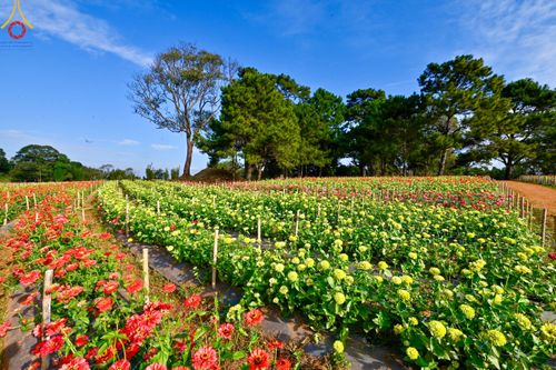 ภาพ No.104329:บรรยากาศ ทุ่งดอกทรัพย์บานชื่น ณ สวนพนาวัฒน์ อ.ฮอด จ.เชียงใหม่ ช่วงระหว่างวันที่ 20 - 25 ธันวาคม พ.ศ. 2566