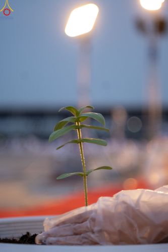 ภาพ No.90220:พิธีปลูกทรัพย์บานชื่น  เนื่องใน 139 ปี วันคล้ายวันเกิดด้วยรูปกายเนื้อ พระมงคลเทพมุนี (สด จนฺทสโร) พระผู้ปราบมาร วันอังคารที่ 10 ตุลาคม พ.ศ. 2566 ณ วัดพระธรรมกาย จ.ปทุมธานี