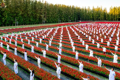 ภาพ No.280960:วันที่ 28 ธันวาคม พ.ศ.2568 กิจกรรมเก็บดอกแพงรวย ณ ทุ่งสวรรค์ตะวันฉาย วัดพระธรรมกาย