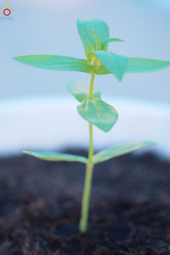 ภาพ No.90227:พิธีปลูกทรัพย์บานชื่น  เนื่องใน 139 ปี วันคล้ายวันเกิดด้วยรูปกายเนื้อ พระมงคลเทพมุนี (สด จนฺทสโร) พระผู้ปราบมาร วันอังคารที่ 10 ตุลาคม พ.ศ. 2566 ณ วัดพระธรรมกาย จ.ปทุมธานี