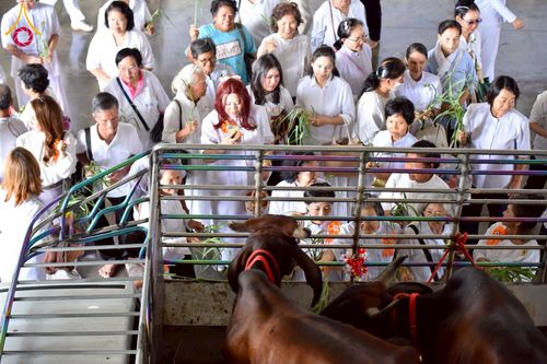 ภาพ No.238115:วันอังคารที่ 12 สิงหาคม พ.ศ. 2568 กิจกรรมวันแม่แห่งชาติ พิธีเปิดห้องปฎิบัติธรรม "กลางใส ใจสว่าง" (World Inner Peace Meditation Room) พิธีลูกกราบคุณแม่-คุณพ่อ พิธีทอดผ้าป่ากองทุนเลี้ยงพระ&กฐิน 30,000 วัด(บูชาธรรมหลวงพ่อ) พิธีไถ่โคท้อง 2 ตัว  ณ วิหารคด 2 ว