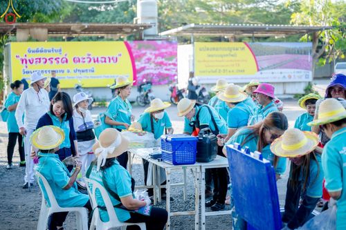 ภาพ No.186312:จิตอาสาอนุรักษ์สิ่งแวดล้อม รับบุญเก็บดอกเบญจทรัพย์ เพื่องานต้อนรับพระธรรมยาตรา ณ "ทุ่งสวรรค์ ตะวันฉาย" วัดพระธรรมกาบ วันที่ 22 ธันวาคม พ.ศ. 2567