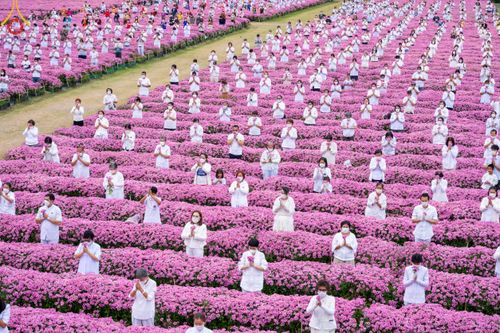 ภาพ No.104034:สาธุชนร่วมรับบุญเก็บดอกเบญจทรัพย์ ในวันอาทิตย์ที่ 24 ธันวาคม พ.ศ. 2566 ณ ทุ่งสวรรค์ตะวันฉาย บริเวณวัดพระธรรมกาย จ.ปทุมธานี