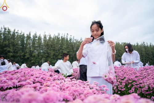 ภาพ No.104043:สาธุชนร่วมรับบุญเก็บดอกเบญจทรัพย์ ในวันอาทิตย์ที่ 24 ธันวาคม พ.ศ. 2566 ณ ทุ่งสวรรค์ตะวันฉาย บริเวณวัดพระธรรมกาย จ.ปทุมธานี