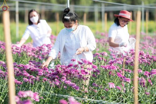 ภาพ No.66636:สาธุชนรับบุญตัดดอกทรัพย์บานชื่น ระหว่างวันที่ 9-10 ธันวาคม พ.ศ. 2565 ณ วัดพระธรรมกาย