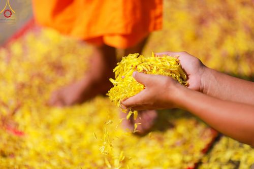 ภาพ No.116650:พิธีต้อนรับพระธรรมยาตรา ปีที่ 12 ณ อนุสรณ์สถานบางปลา จ.นครปฐม วันที่ 21 มกราคม พ.ศ. 2567