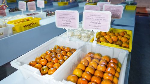 ภาพ No.74030:พิธีถวายภัตตาหารเป็นสังฆทาน แด่คณะพระธรรมยาตราฯ ในโครงการธรรมยาตรากตัญญูบูชา มหาปูชนียาจารย์ พระมงคลเทพมุนี(สด จนฺทสโร) พระผู้ปราบมาร อนุสรณ์สถาน 7 แห่ง ปีที่ 11 วันที่ 24 มกราคม พ.ศ. 2566