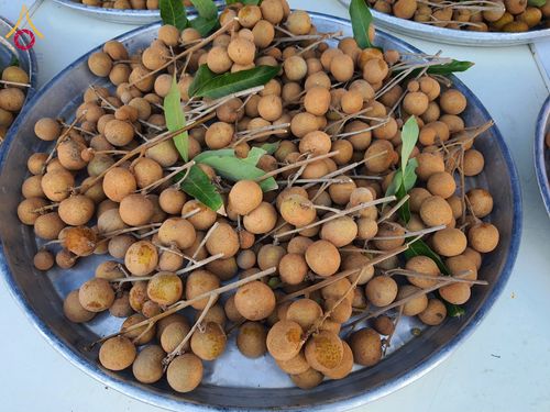 ภาพ No.200968:พิธีถวายภัตตาหารเป็นสังฆทาน แด่พระธรรมยาตรา ณ อนุสรณ์สถานบางปลา วัดบางปลา อำเภอบางเลน จังหวัดนครปฐม ในโครงการธรรมยาตรา กตัญญูบูชา มหาปูชนียาจารย์ พระมงคลเทพมุนี(สด จนฺทสโร) พระผู้ปราบมาร อนุสรณ์สถาน 7 แห่ง ปีที่ 13 วันที่ 24 มกราคม พ.ศ. 2568