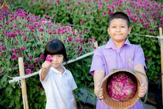 ภาพ No.186250:จิตอาสาอนุรักษ์สิ่งแวดล้อม รับบุญเก็บดอกเบญจทรัพย์ เพื่องานต้อนรับพระธรรมยาตรา ณ "ทุ่งสวรรค์ ตะวันฉาย" วัดพระธรรมกาบ วันที่ 22 ธันวาคม พ.ศ. 2567