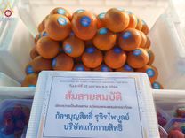 ภาพ No.201517:พิธีถวายภัตตาหารเป็นสังฆทาน แด่พระธรรมยาตรา ณ อนุสรณ์สถานบางปลา วัดบางปลา อำเภอบางเลน จังหวัดนครปฐม ในโครงการธรรมยาตรา กตัญญูบูชา มหาปูชนียาจารย์ พระมงคลเทพมุนี(สด จนฺทสโร) พระผู้ปราบมาร อนุสรณ์สถาน 7 แห่ง ปีที่ 13 วันที่ 25 มกราคม พ.ศ. 2568